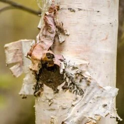 Betula Papyrifera