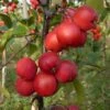 Malus × Purpurea 'Neville Copeman' -Herbalife Shop pl2000048035