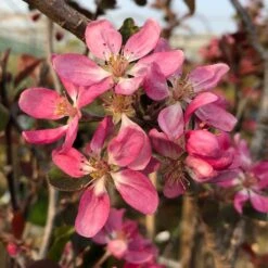 Malus × Purpurea 'Neville Copeman' -Herbalife Shop pl2000048035 card2 lg