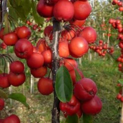 Malus × Purpurea 'Neville Copeman' -Herbalife Shop pl2000048035 card3 lg