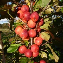 Malus × Purpurea 'Neville Copeman' -Herbalife Shop pl2000048035 card4 lg