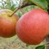 Apple Rubinette ('Rafzubin') -Herbalife Shop pl2000048049