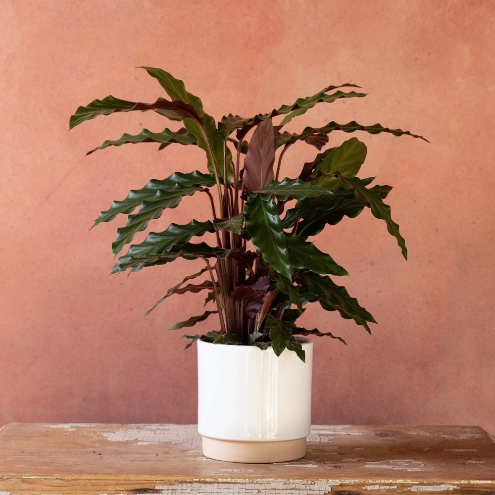 Goeppertia Rufibarba 4 Goeppertia Rufibarba - Image 2