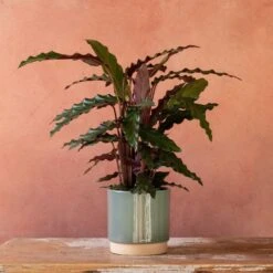 Goeppertia Rufibarba 10 Goeppertia Rufibarba -Herbalife Shop pl2000048185 card3 lg