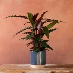 Goeppertia Rufibarba 11 Goeppertia Rufibarba -Herbalife Shop pl2000048185 card4 lg