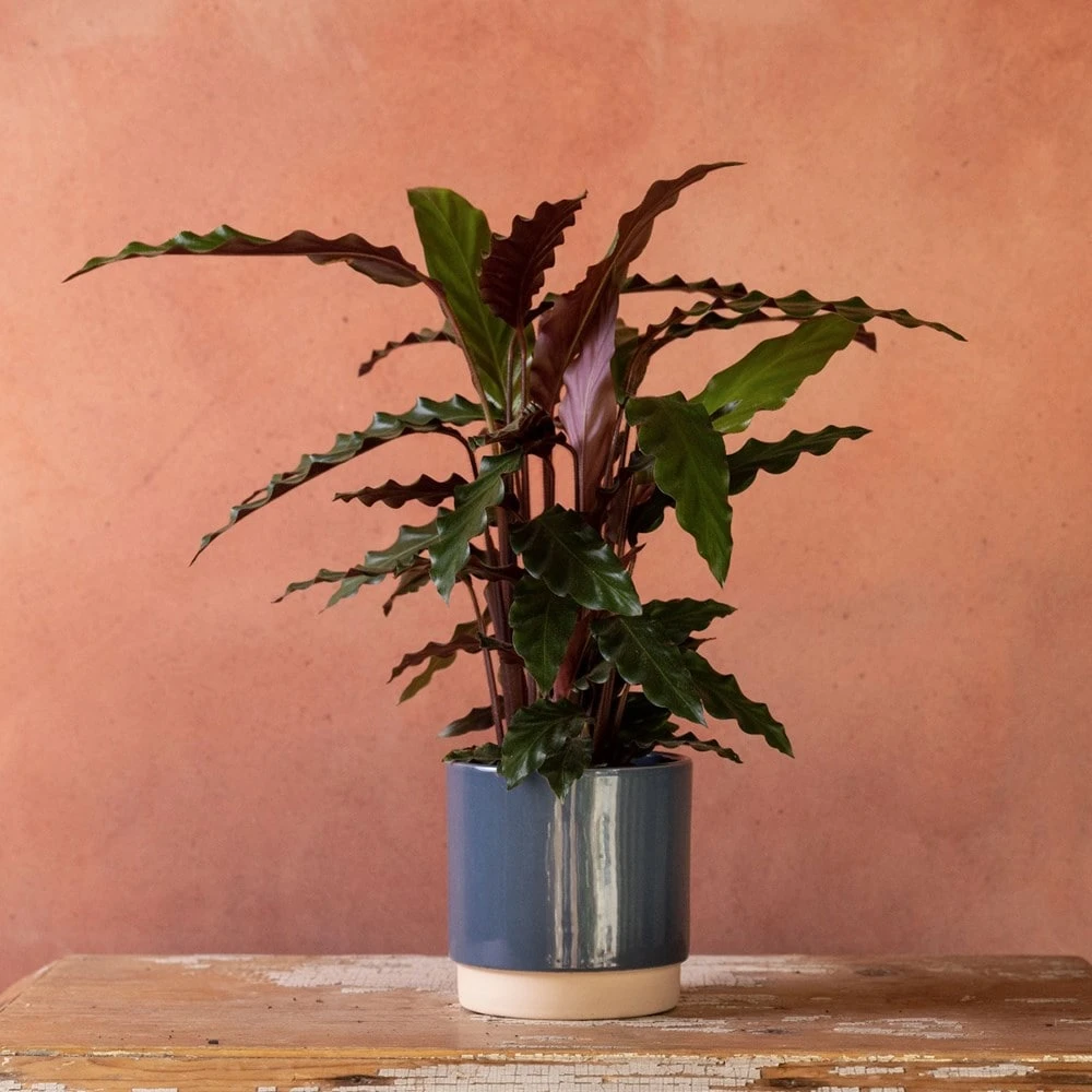 Goeppertia Rufibarba 6 Goeppertia Rufibarba - Image 4