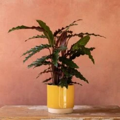 Goeppertia Rufibarba 12 Goeppertia Rufibarba -Herbalife Shop pl2000048185 card5 lg