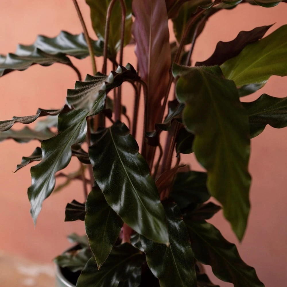 Goeppertia Rufibarba 8 Goeppertia Rufibarba - Image 6