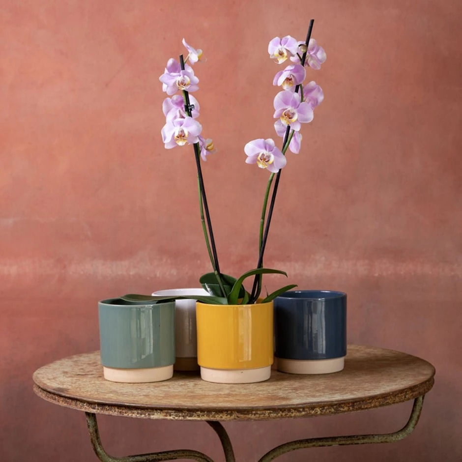 Phalaenopsis 'Pink Clouds' 3 Phalaenopsis 'Pink Clouds'