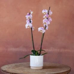 Phalaenopsis 'Pink Clouds' 9 Phalaenopsis 'Pink Clouds' -Herbalife Shop pl2000048226 card2 lg