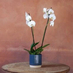 Phalaenopsis 'Inverness' 11 Phalaenopsis 'Inverness' -Herbalife Shop pl2000048227 card4 lg