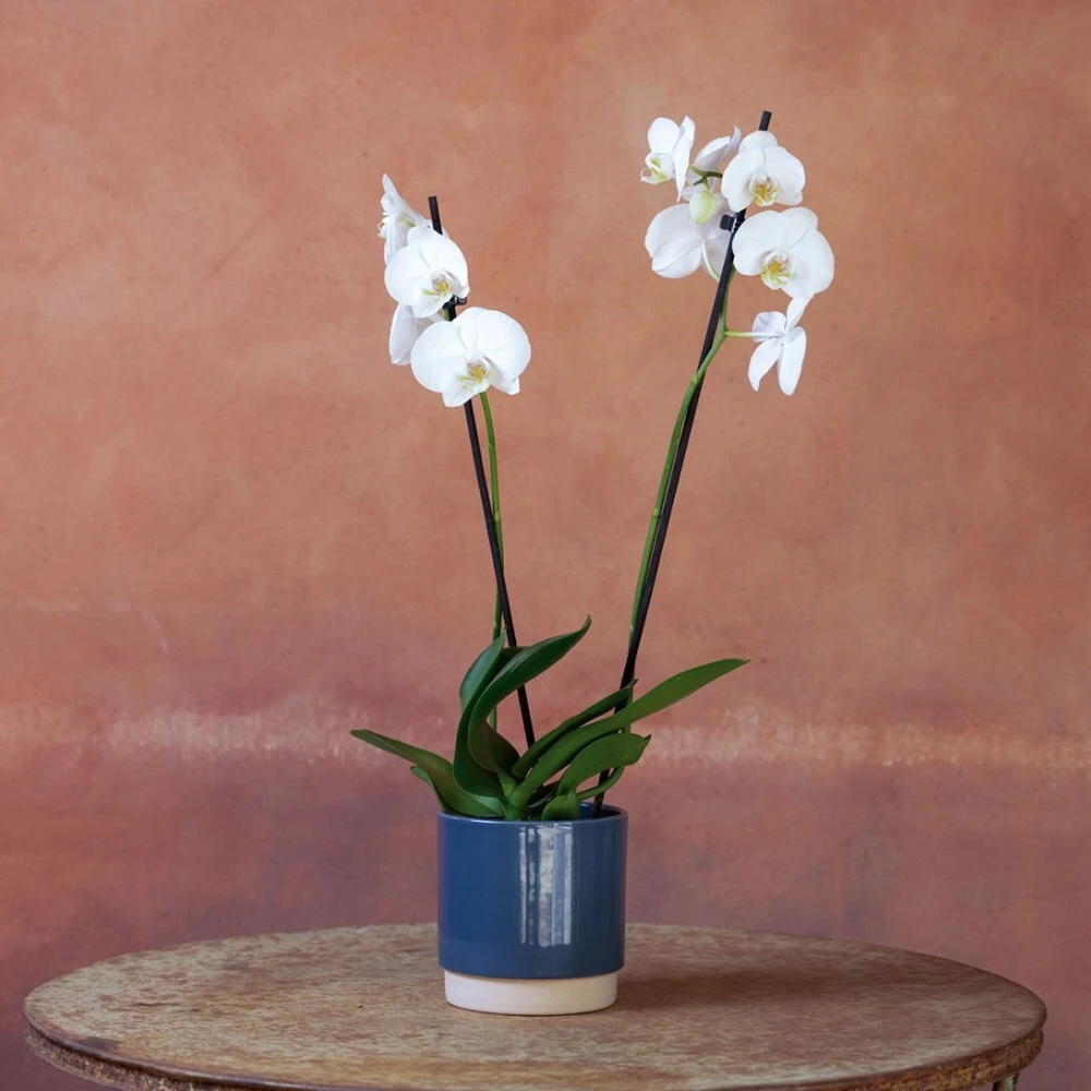 Phalaenopsis 'Inverness' 6 Phalaenopsis 'Inverness' - Image 4