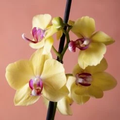 Phalaenopsis 'Modena' -Herbalife Shop pl2000048228 card6 lg