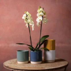 Phalaenopsis 'Volterra'