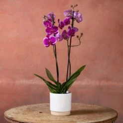 Phalaenopsis 'Durban' 9 Phalaenopsis 'Durban' -Herbalife Shop pl2000048231 card2 lg