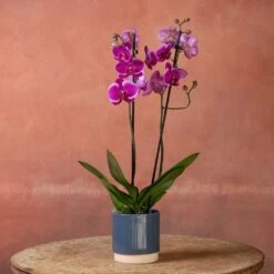 Phalaenopsis 'Durban' 11 Phalaenopsis 'Durban' -Herbalife Shop pl2000048231 card4 lg