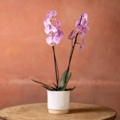 Phalaenopsis 'Pittsburgh' -Herbalife Shop pl2000048232 card2 lg