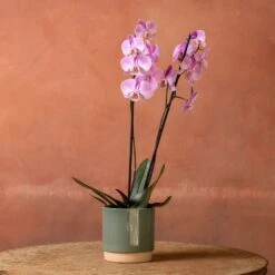 Phalaenopsis 'Pittsburgh' -Herbalife Shop pl2000048232 card3 lg