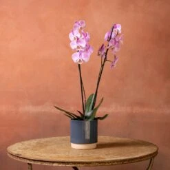 Phalaenopsis 'Pittsburgh' -Herbalife Shop pl2000048232 card4 lg