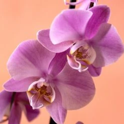 Phalaenopsis 'Pittsburgh' -Herbalife Shop pl2000048232 card5 lg