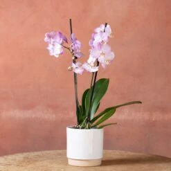 Phalaenopsis 'Milwaukee' -Herbalife Shop pl2000048233 card2 lg