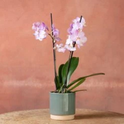 Phalaenopsis 'Milwaukee' -Herbalife Shop pl2000048233 card3 lg