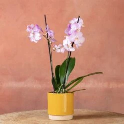 Phalaenopsis 'Milwaukee' -Herbalife Shop pl2000048233 card5 lg