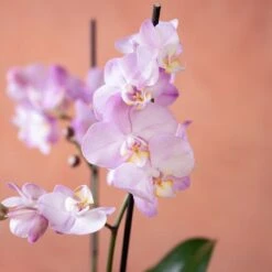 Phalaenopsis 'Milwaukee' -Herbalife Shop pl2000048233 card6 lg