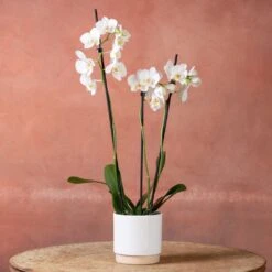 Phalaenopsis 'Folkestone' -Herbalife Shop pl2000048234 card2 lg