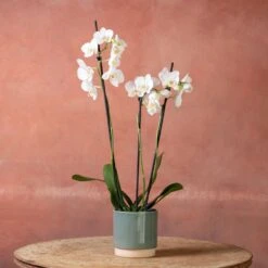 Phalaenopsis 'Folkestone' -Herbalife Shop pl2000048234 card3 lg