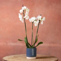 Phalaenopsis 'Folkestone' -Herbalife Shop pl2000048234 card4 lg