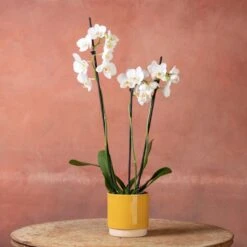 Phalaenopsis 'Folkestone' -Herbalife Shop pl2000048234 card5 lg