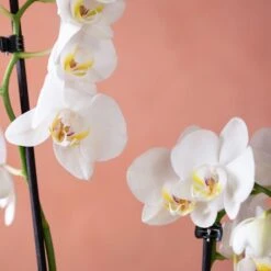Phalaenopsis 'Folkestone' -Herbalife Shop pl2000048234 card6 lg