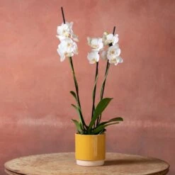 Phalaenopsis 'Dover' -Herbalife Shop pl2000048235 card5 lg