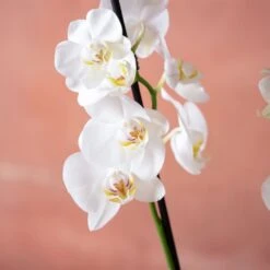 Phalaenopsis 'Dover' -Herbalife Shop pl2000048235 card6 lg