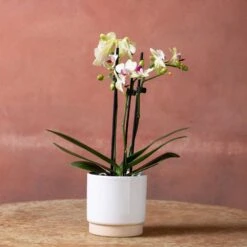 Phalaenopsis 'Flaming Burrito' 9 Phalaenopsis 'Flaming Burrito' -Herbalife Shop pl2000048236 card2 lg