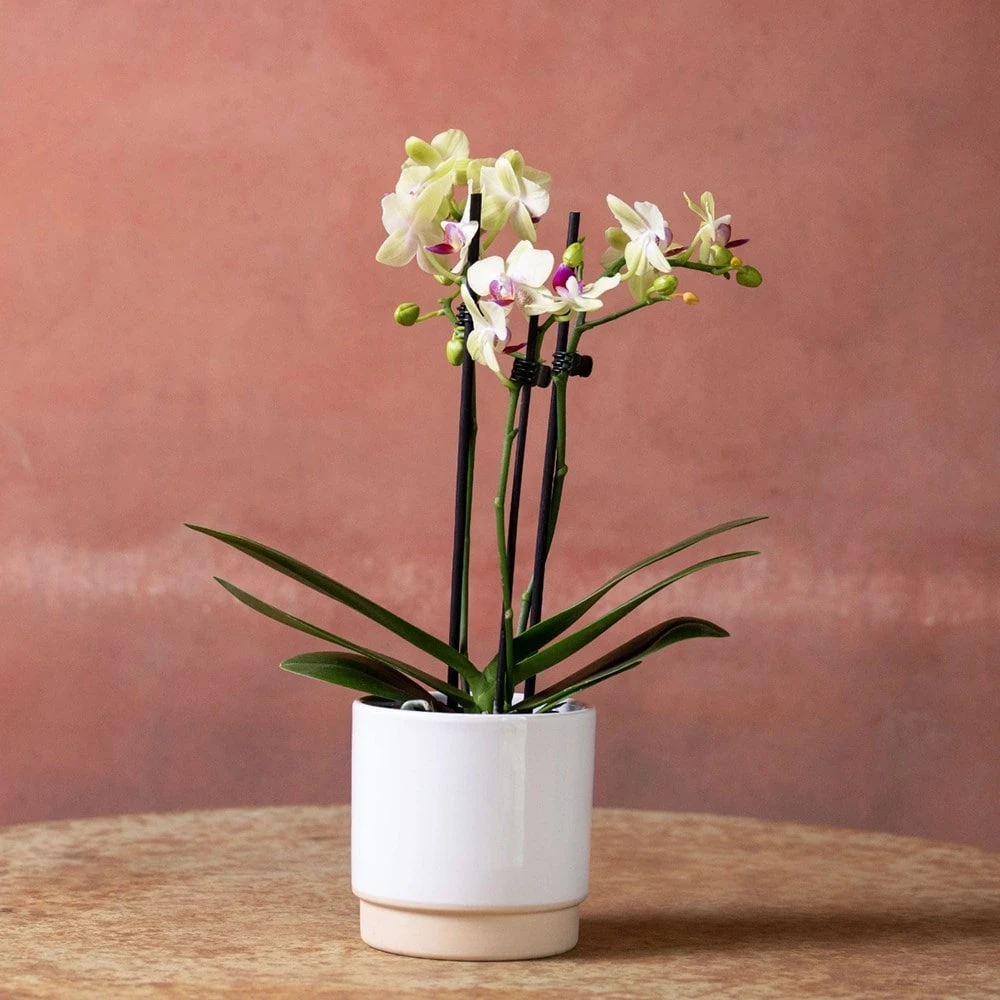 Phalaenopsis 'Flaming Burrito' 4 Phalaenopsis 'Flaming Burrito' - Image 2