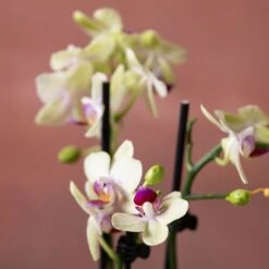 Phalaenopsis 'Flaming Burrito' 13 Phalaenopsis 'Flaming Burrito' -Herbalife Shop pl2000048236 card6 lg