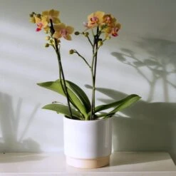 Phalaenopsis 'El Paso' -Herbalife Shop pl2000048237 card2 lg