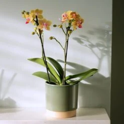 Phalaenopsis 'El Paso' -Herbalife Shop pl2000048237 card3 lg