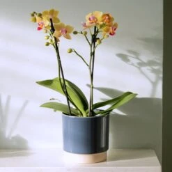 Phalaenopsis 'El Paso' -Herbalife Shop pl2000048237 card4 lg