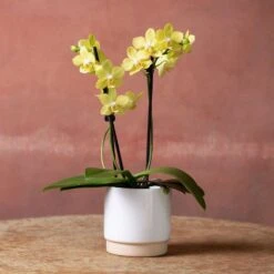 Phalaenopsis 'La Paz' -Herbalife Shop pl2000048238 card2 lg