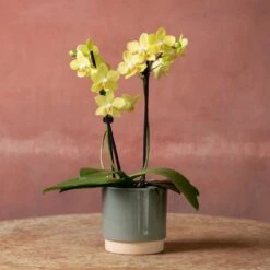 Phalaenopsis 'La Paz' -Herbalife Shop pl2000048238 card3 lg