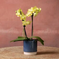 Phalaenopsis 'La Paz' -Herbalife Shop pl2000048238 card4 lg
