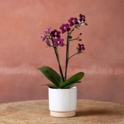 Phalaenopsis 'Hornglin Vicky' 9 Phalaenopsis 'Hornglin Vicky' -Herbalife Shop pl2000048239 card2 lg