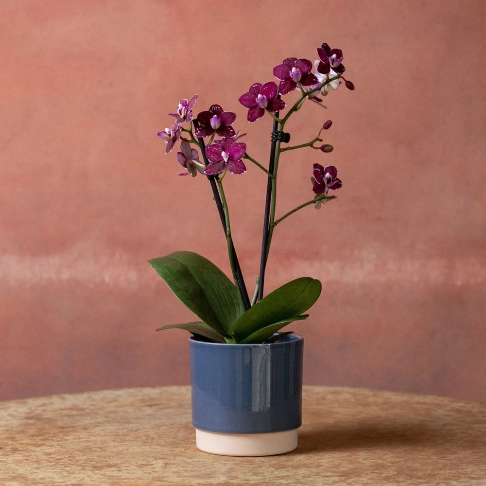 Phalaenopsis 'Hornglin Vicky' 6 Phalaenopsis 'Hornglin Vicky' - Image 4