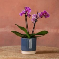 Phalaenopsis 'Perceval' -Herbalife Shop pl2000048240 card4 lg