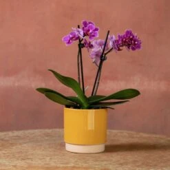 Phalaenopsis 'Perceval' -Herbalife Shop pl2000048240 card5 lg
