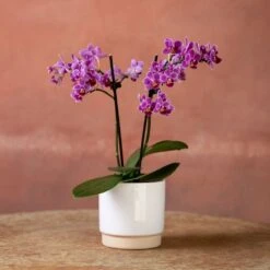 Phalaenopsis 'Take Five' -Herbalife Shop pl2000048241 card2 lg