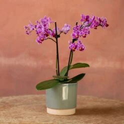 Phalaenopsis 'Take Five' -Herbalife Shop pl2000048241 card3 lg